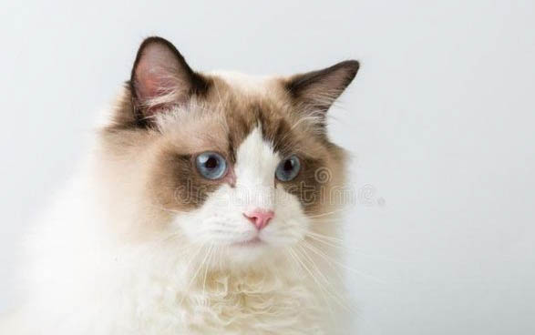 一窝猫咪能配种吗