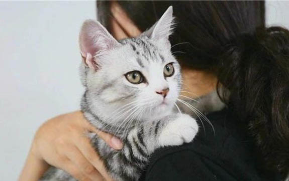 二个月的小猫能吃蛋黄吗