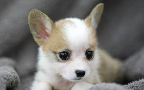 好的柯基犬什么样犬舍价格哪里有卖