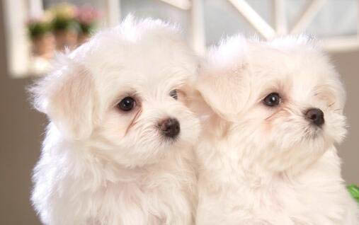 狗狗感染犬瘟初期会吧唧嘴吗?