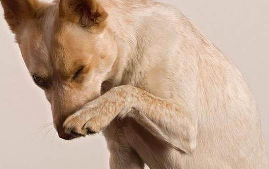 狗狗做绝育手术要多少钱