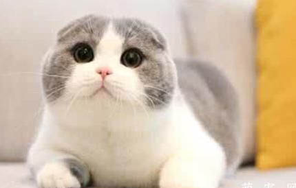 猫耳螨症状表现