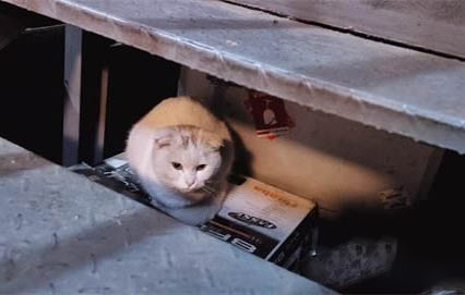 猫咪可以吃清水煮猪肉吗
