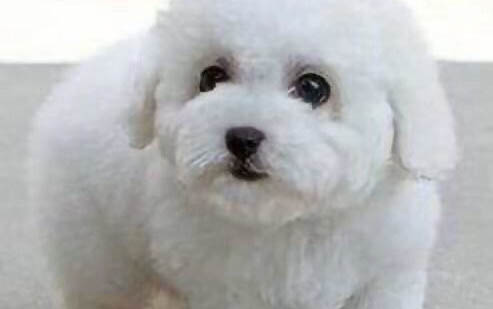 为什么幼犬吐