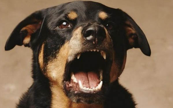 狗狗消炎止痛药能吃吗