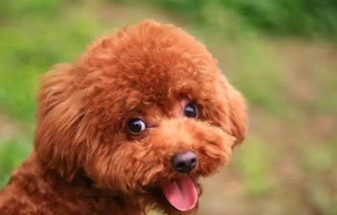 标准型贵宾犬图片
