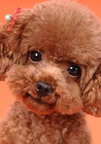 贵宾犬能吃姜吗