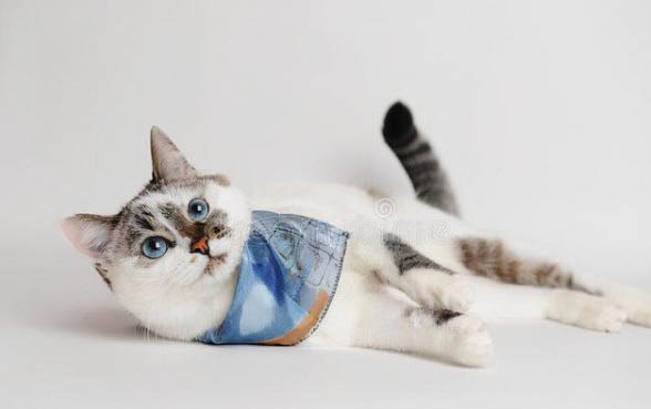 猫拉稀很臭