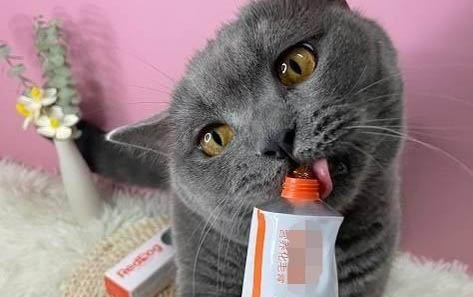猫咪死了会怪主人吗?