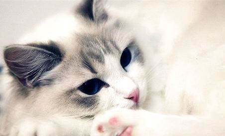 猫咪有一只眼睛老眯着还流眼泪是什么原因
