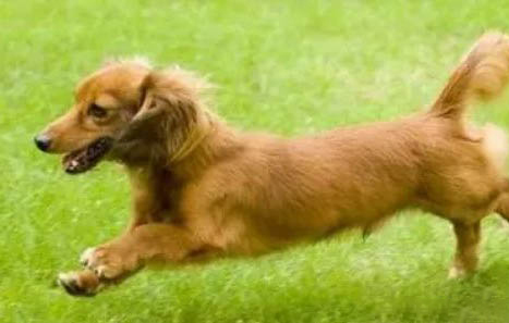 腊肠犬呕吐是什么原因不吃东西