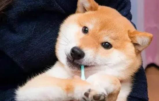 狗狗呕吐吐黄水