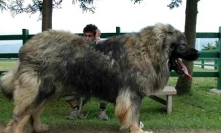 世界上十大巨型犬排名？