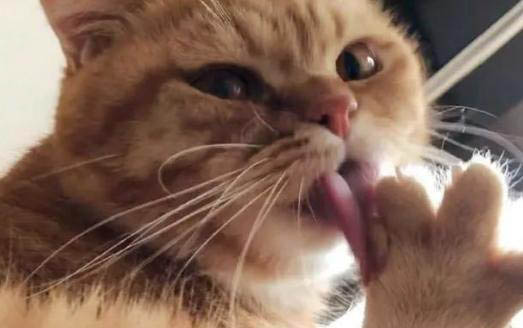 猫会跳楼吗