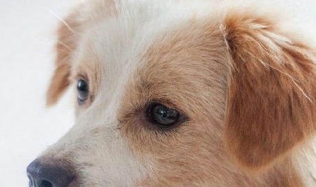 德牧犬不爱吃食怎么办