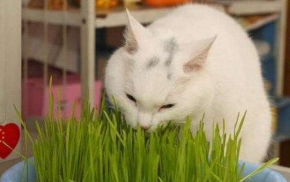 请问猫咪呕吐的原因及处理方法?