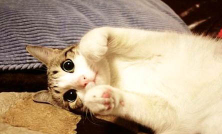 猫咪夏天需要剃毛么