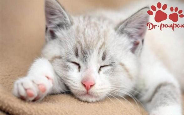 猫咪打针后脖子上有硬块是什么原因