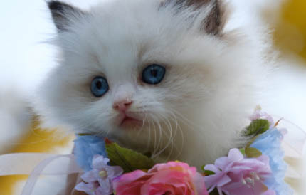 母猫怀孕为什么不能坐飞机