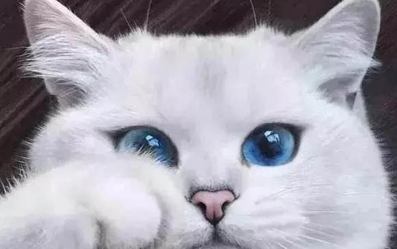 小猫母鸡蹲着睡觉,会不会生病了啊?