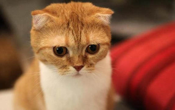 猫咪剃毛会怎么样