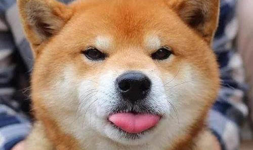 秋田犬多久成年