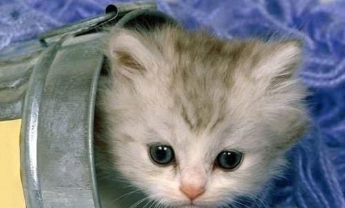 幼猫有泪痕正常的么