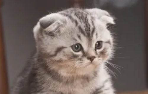 折耳猫的发病到死亡要多久?