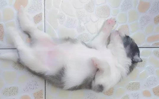 为什么狗狗生病不吃饭了怎么回事