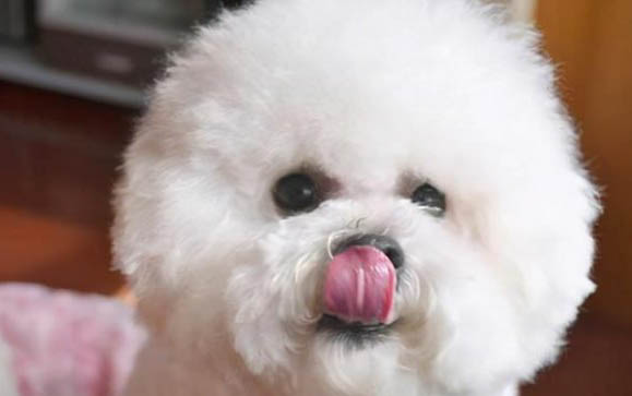 比熊犬的优点和缺点?