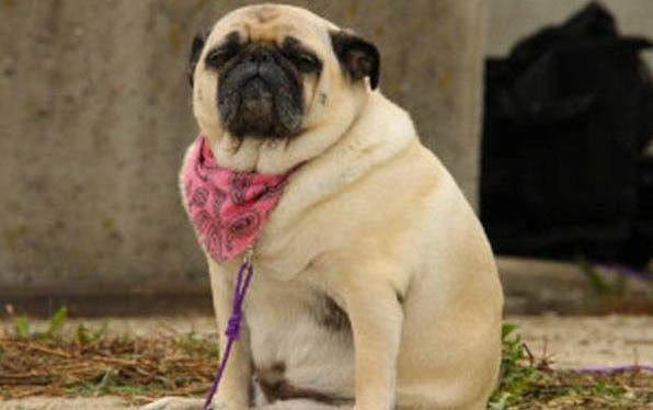 八哥犬怎么训练