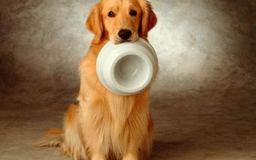 狗狗很爱吃自己的便便怎么办