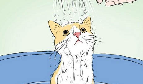 猫咪生出死胎的原因