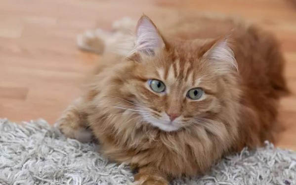 如何避免猫咪应激?