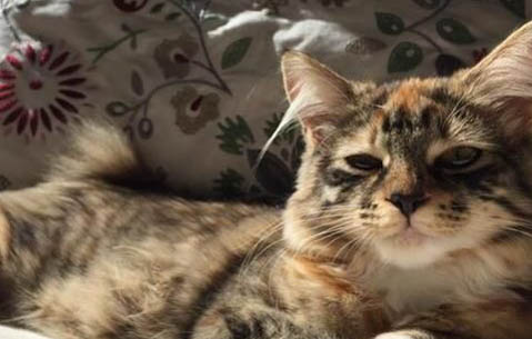 猫在被子上尿怎么办