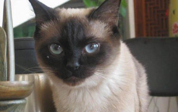挪威森林猫缺点