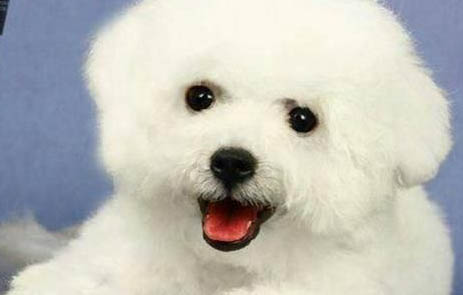 狗狗打了疫苗4天死了