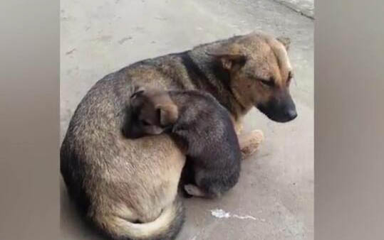 狗碰肚子后腿会抖