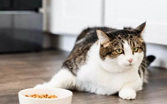 猫咪吃鱼油的功效与作用