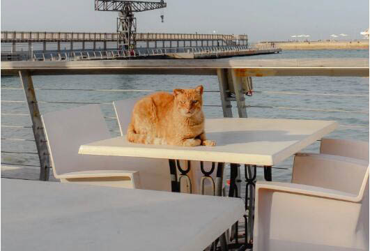 英短蓝猫丁香色值钱么