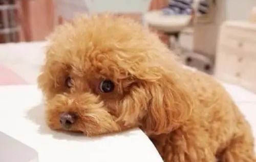 泰迪犬饲养指南