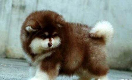 阿拉斯加雪橇犬的毛色有几种