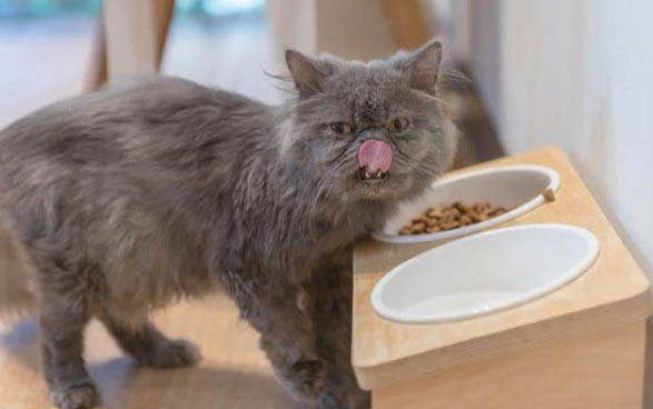 猫咪匍匐行走的原因及注意事项