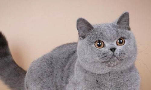 卡尔特猫脱毛很严重的原因及处理方法