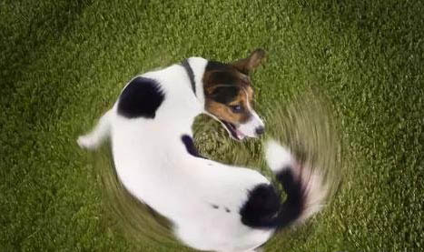 狗来姨妈多久才好
