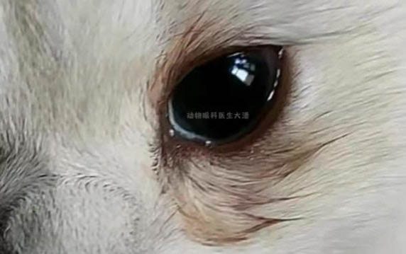 小猫为什么老是叫