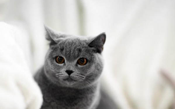 猫鼻子流血是什么原因