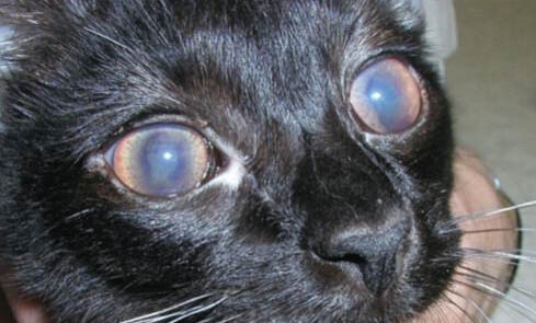 猫咪可不可以吃杨梅果肉?