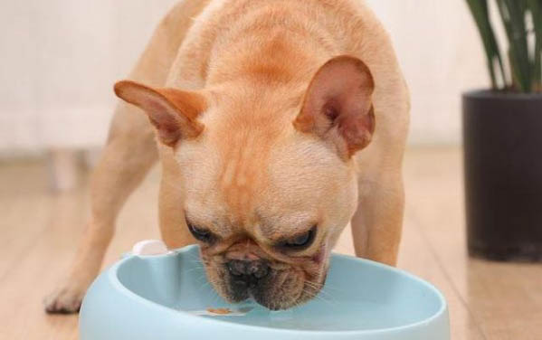 狗狗能吃双汇火腿肠吗？