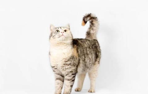 猫咪为什么会流眼泪水?如何处理以及注意事项?